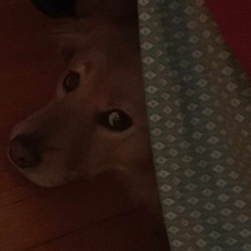 Meet your Posher, Lindsay